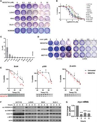 Dual inhibition of BET and HAT/p300 suppresses colorectal cancer via DR5- and p53/PUMA-mediated cell death